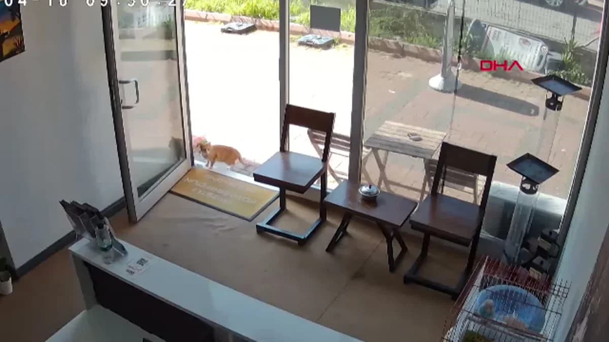 Samsun’da Kedilerin Kuşlara Saldırma Anı Güvenlik Kamerasında Görüntülendi