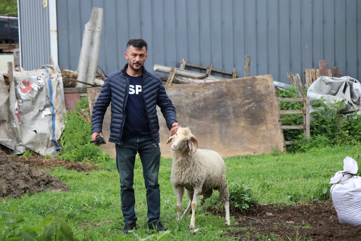 Bolu’da Kurban Pazarlarında Bayram Heyecanı: Küçükbaşlara Yoğun İlgi