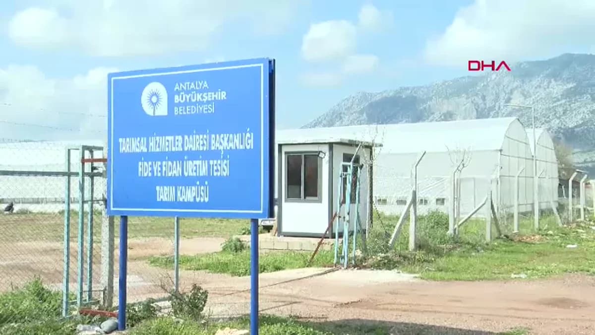 Antalya’da Üreticilere 5 Bin Keçiboynuzu Fidanı Dağıtılacak