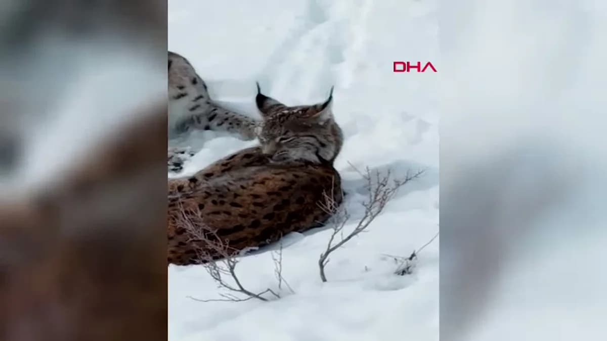 Erzincan’da Nesli Tehdit Altında Olan Vaşaklar Görüntülendi