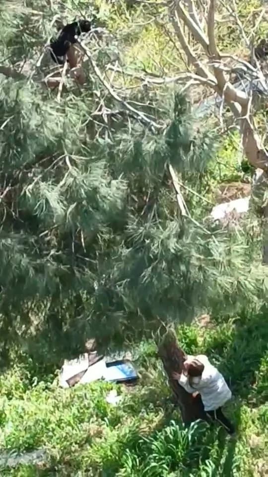 8 Yaşındaki İkra’nın Kahramanlığı: Ağaçta 10 Saat Mahsur Kalan Kedi Kurtarıldı
