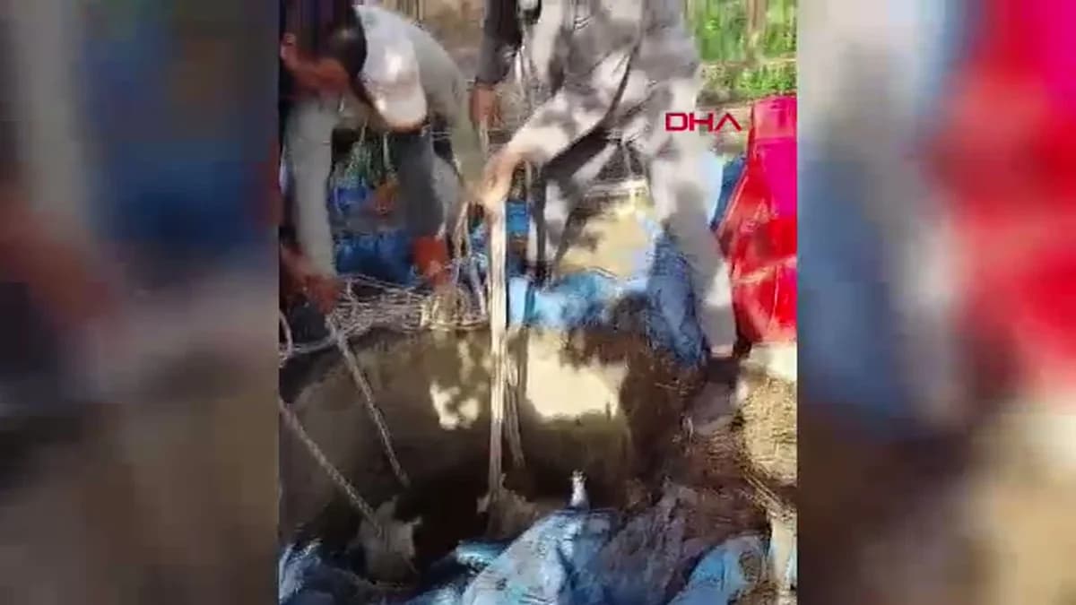 Hatay’da Kuyuya Düşen Buzağı Kurtarıldı