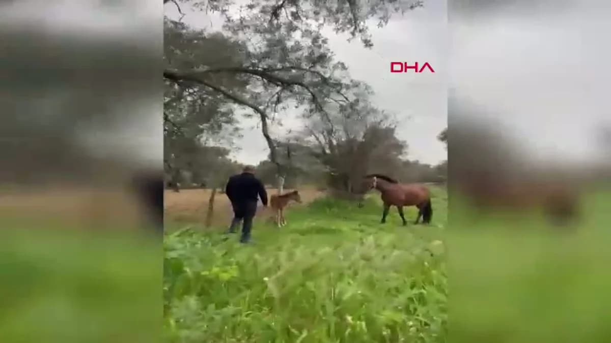 Dikenli Tellere Takılan Tay Kurtarıldı