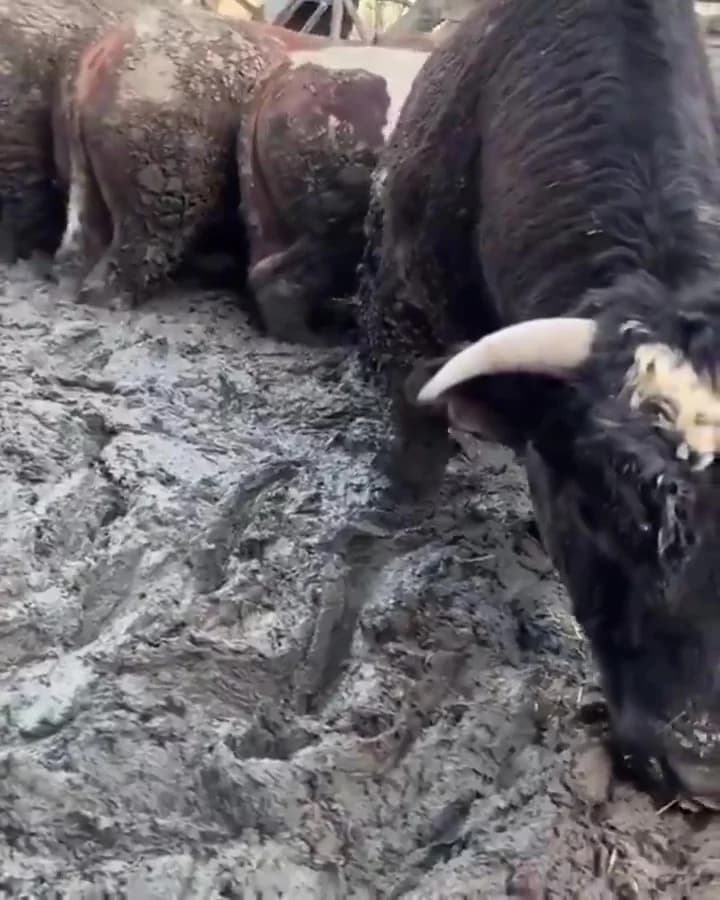 Besi Çiftliğindeki Hayvanların Durumu İnceleniyor