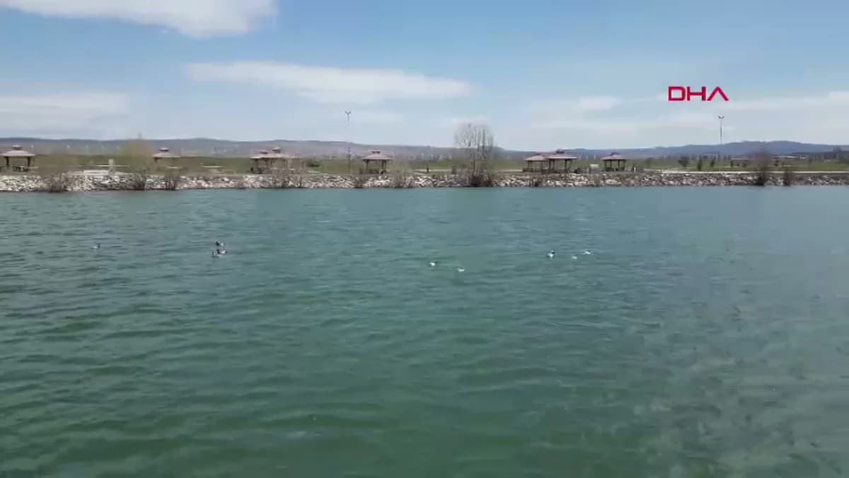 Sivas’ın Şarkışla İlçesinde Elmabaş Ördeklerine Yuva Hazırlığı