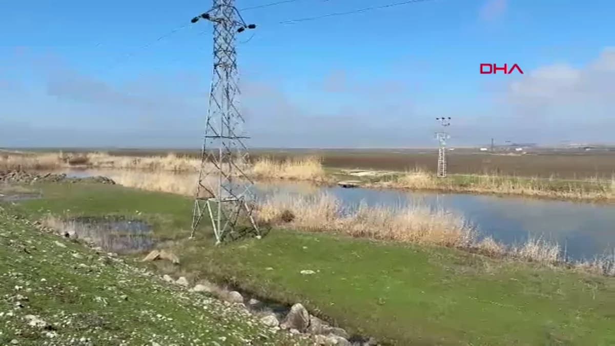 Diyarbakır’da İskandinav Yarımadası’ndan Göç Eden Çıvgın Kuşu Görüntülendi
