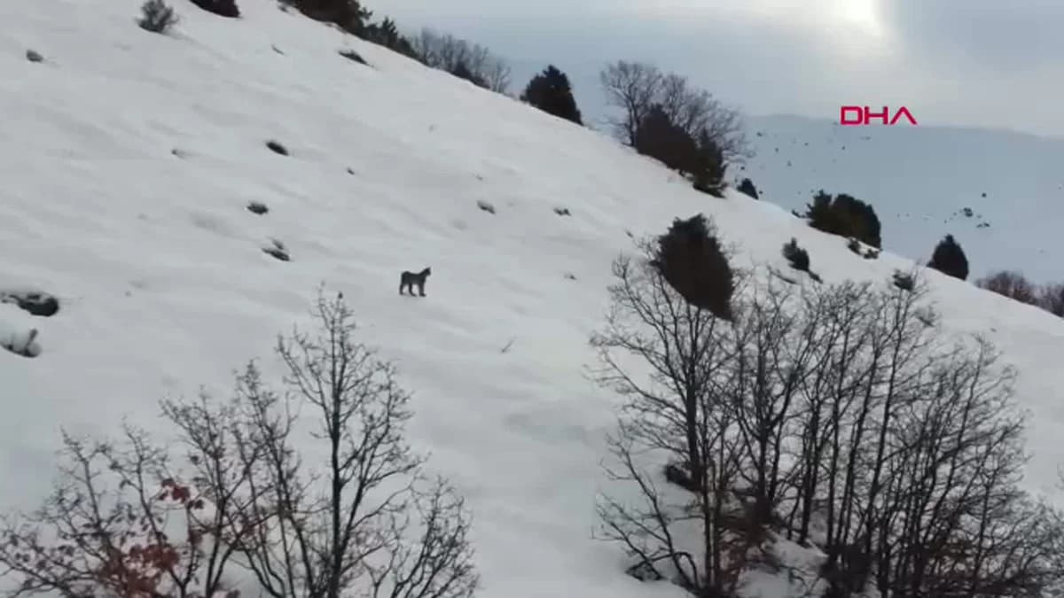Erzincan’da Dron ile Görüntülenen Vaşak Ailesi