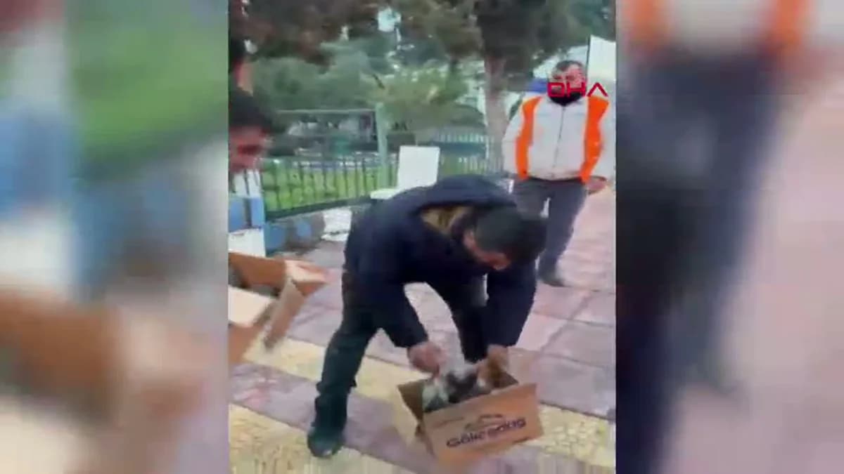 Kilis’te Yangından Kurtarılan 6 Yavru Köpek Tedavi Altına Alındı