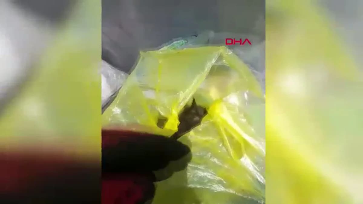 Bodrum’da Çöp Kutusunda Ölümle Burun Buruna Gelen Yavru Kediler: 2’si Kurtarılamadı