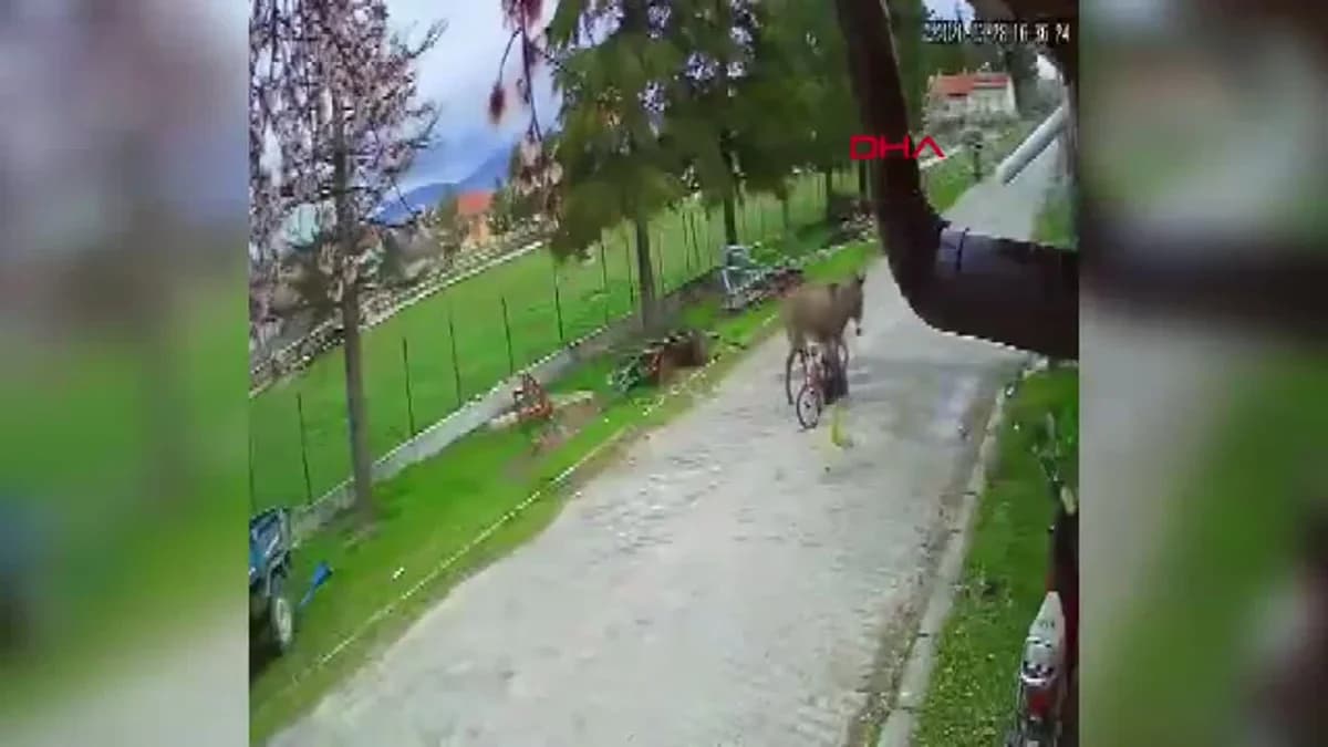 Afyonkarahisar’da Çocuğa Eşek Saldırısı Anbean Kaydedildi