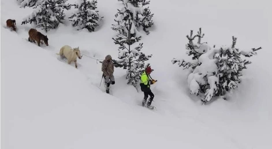 Karlı Dağlarda Mahsur Kalan Hayvanlar Gençler Tarafından Kurtarıldı