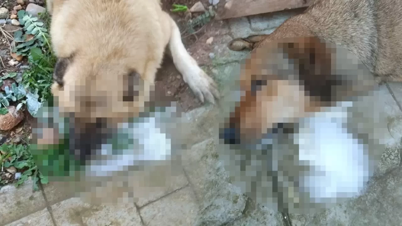 Manisa’da Hayvan Katliamı: Zehirlenerek Öldürülen Köpekler Bulundu!