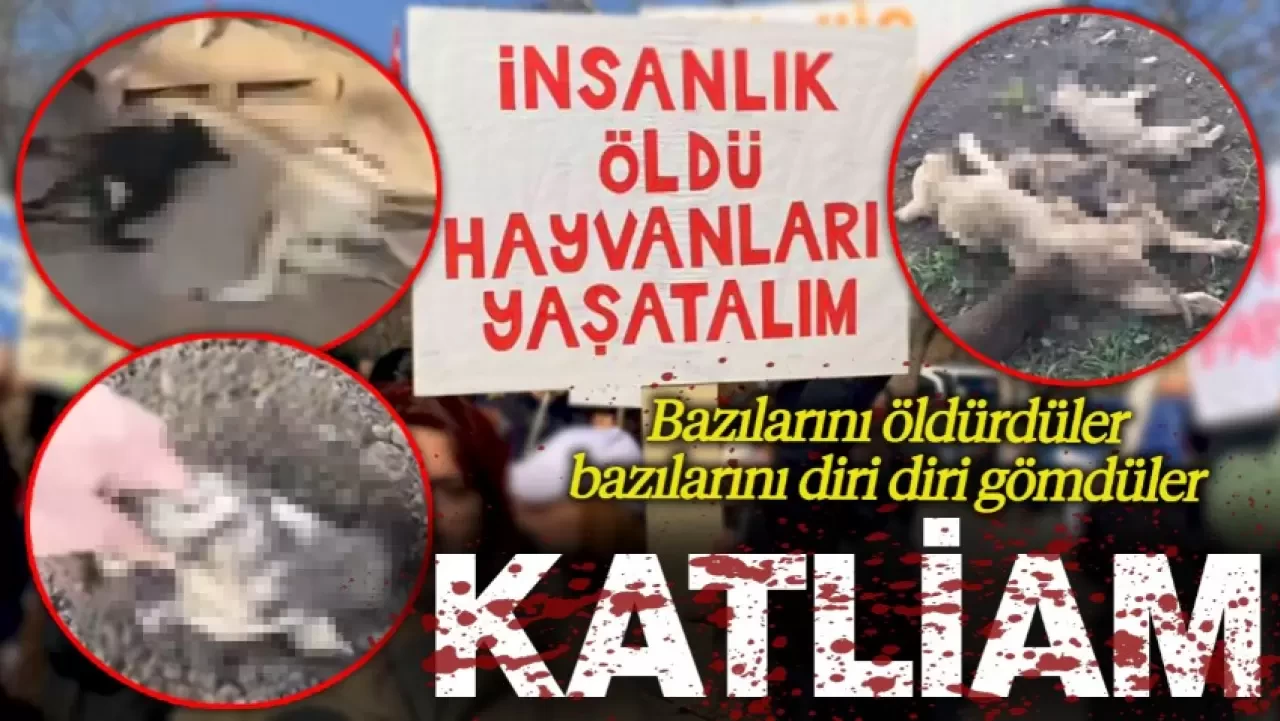 Osmaniye’de Hayvan Barınağında Katliam! Dehşet Veren Görüntüler