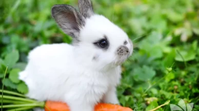 Bu Hayvanlar Kafalarını Çevirmeden Arkalarını Görebiliyor! Tavşanlar ve Papağanlar