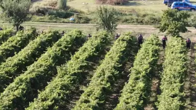 Üzüm Bağında Korkunç Cinayet: Çiftçi Silahla Vuruldu, Üç Şüpheli Yakalandı