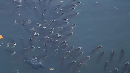 Adana’da Ceyhan Nehri’nde Endişe: Balık Ölümlerinin Sebebi Araştırılıyor!