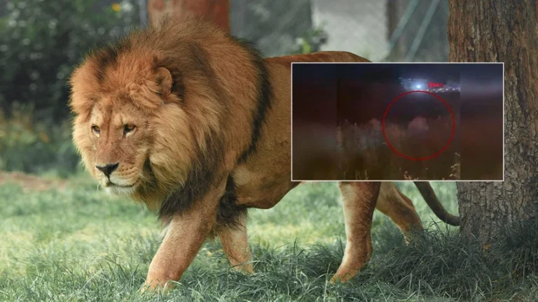 Aslan Diyarı’ndan kaçan Zeus Manavgat’ı ayağa kaldırdı