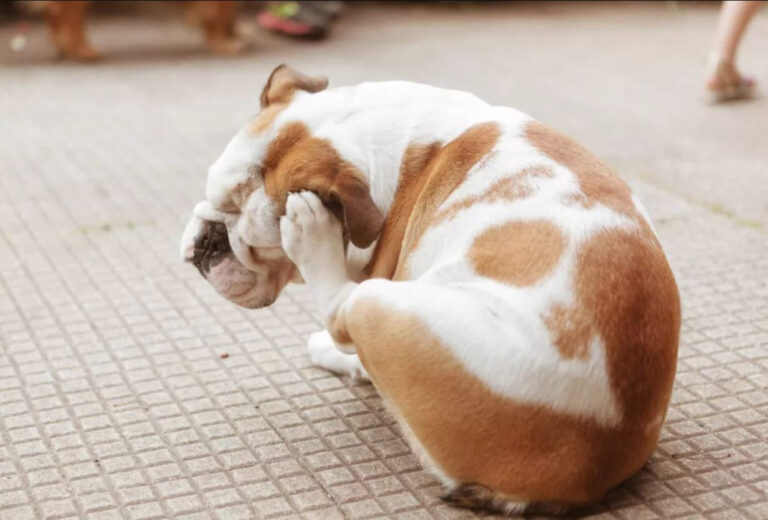 Köpeklerde Alerji: Belirtiler, Nedenler ve Tedavi Yöntemleri