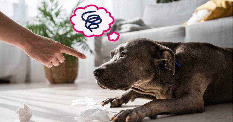Köpeklerde Davranış Problemleri: Çözüm İçin Etkili Yöntemler