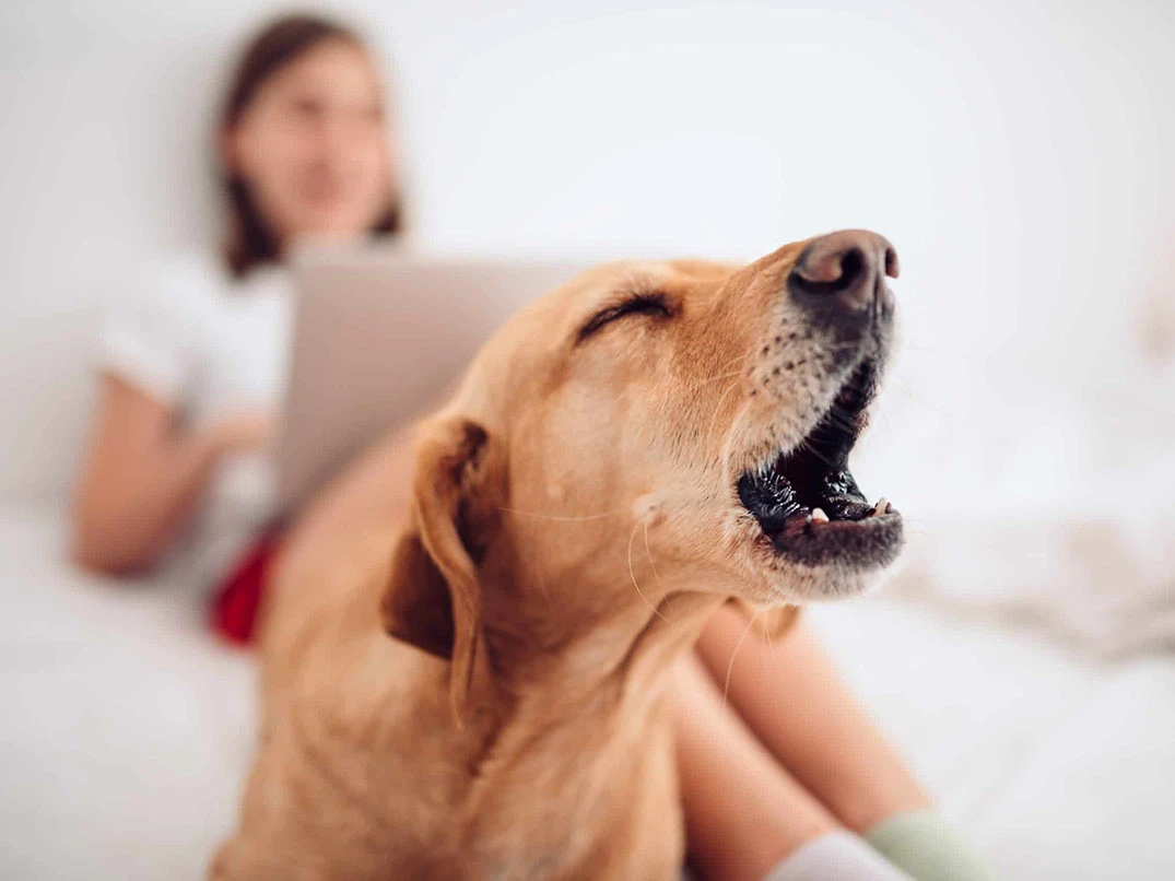 Köpeklerin ruhsal durumları, insanlar gibi karmaşık ve çok yönlüdür.