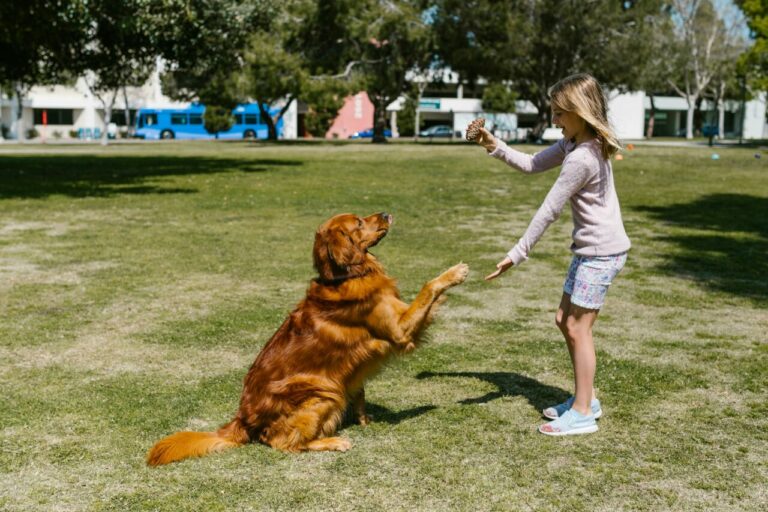 Köpeklerde Eğitim: Temel İtaat Komutlarını Öğretmek İçin Kolay Yöntemler
