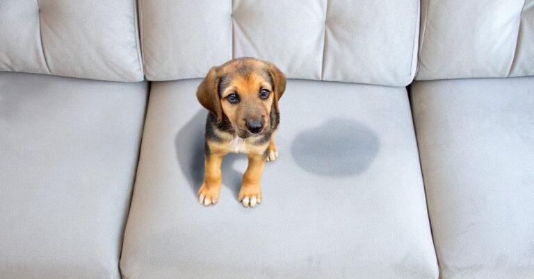 Evde köpek eğitimi: Tuvalet alışkanlığı oluşturma süreci