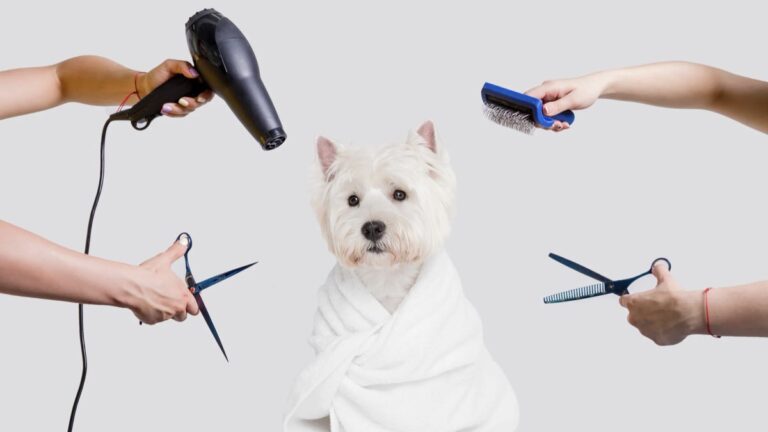 Köpeklerde Tüy Bakımı: Sağlıklı Tüyler İçin İpuçları