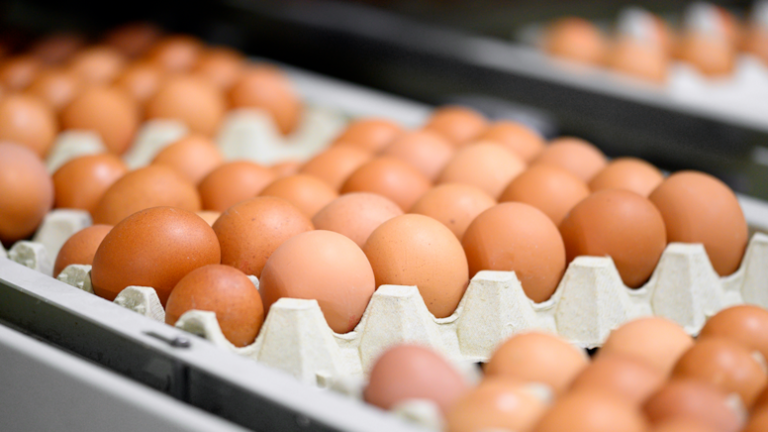 Salmonella alarmı büyüyor: August Egg Company ürünleri geri çekildi